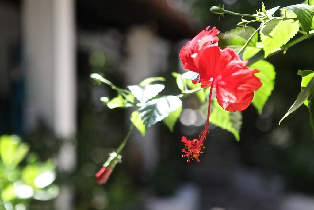Encanto Das Flores Praia de Pipa Buitenkant foto