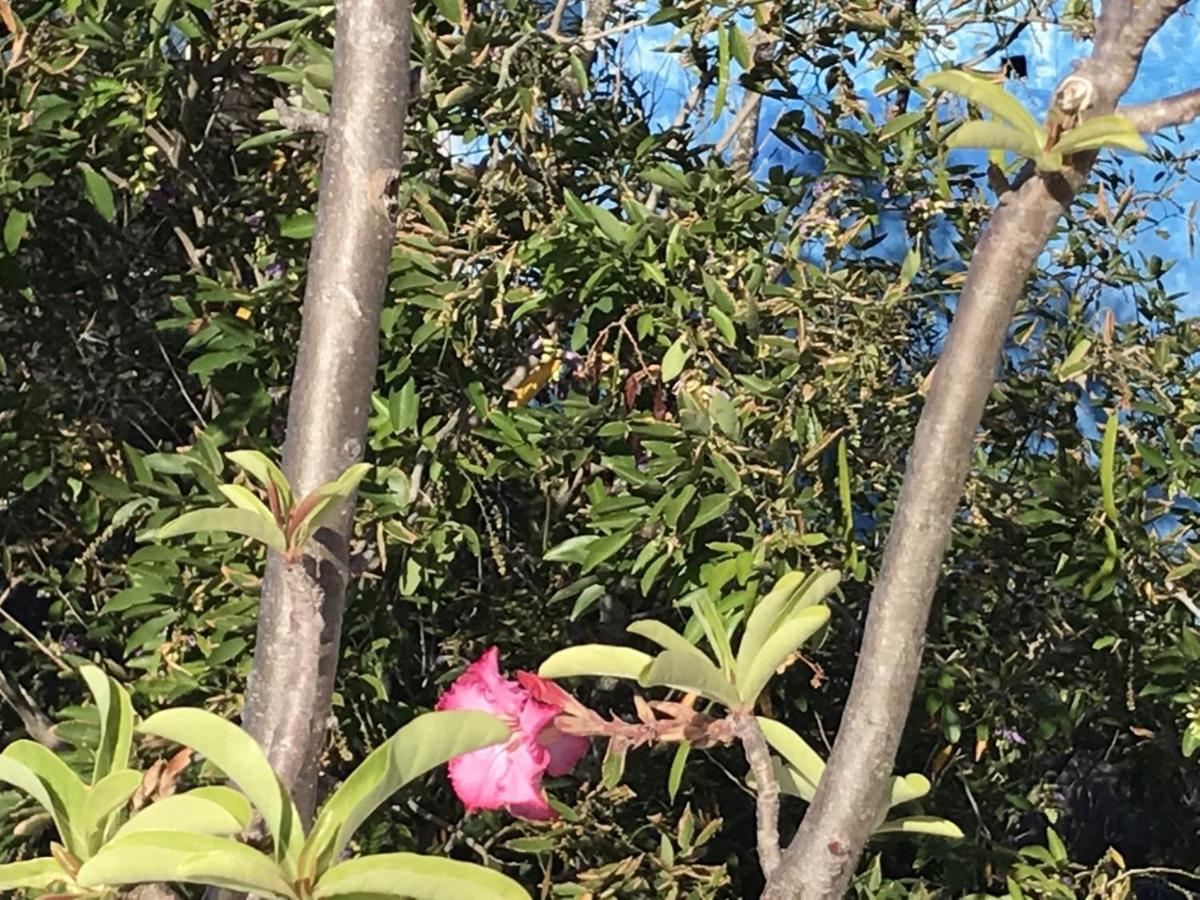 Encanto Das Flores Praia de Pipa Buitenkant foto